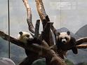 Juvenile Pandas